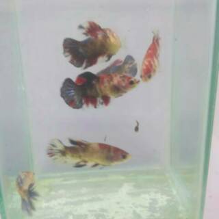 ikan cupang betina full telur siap breed koi galaxy marble