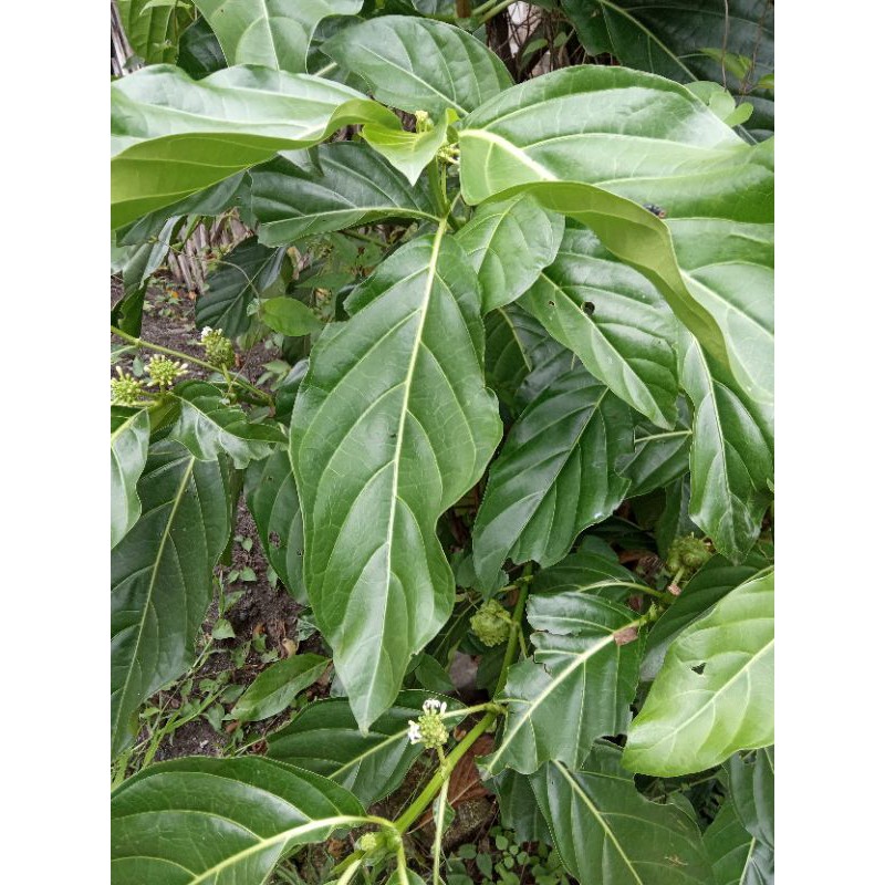 

Daun Mengkudu segar