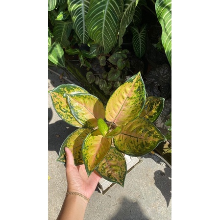 Bibit tanaman hias hidup aglonema sultan brunei baby 2daun - baby sultan brunei