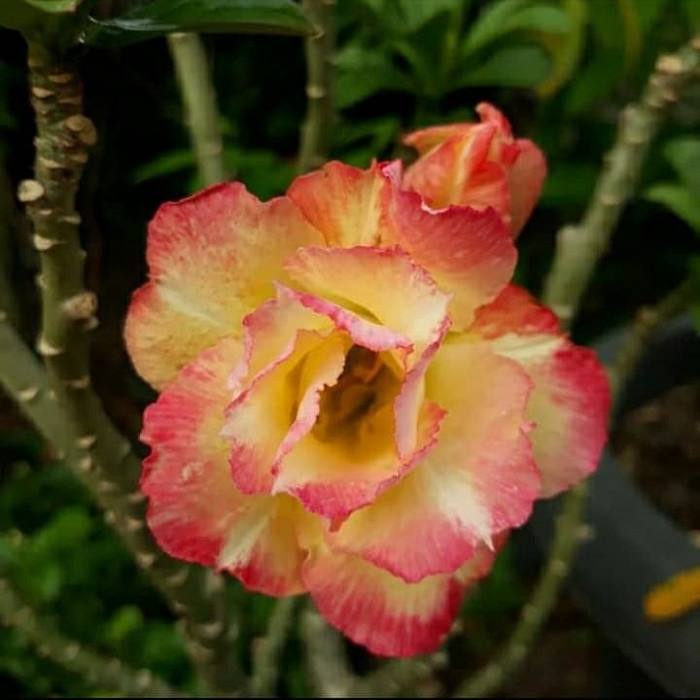 

bibit bunga kamboja adenium chamelon