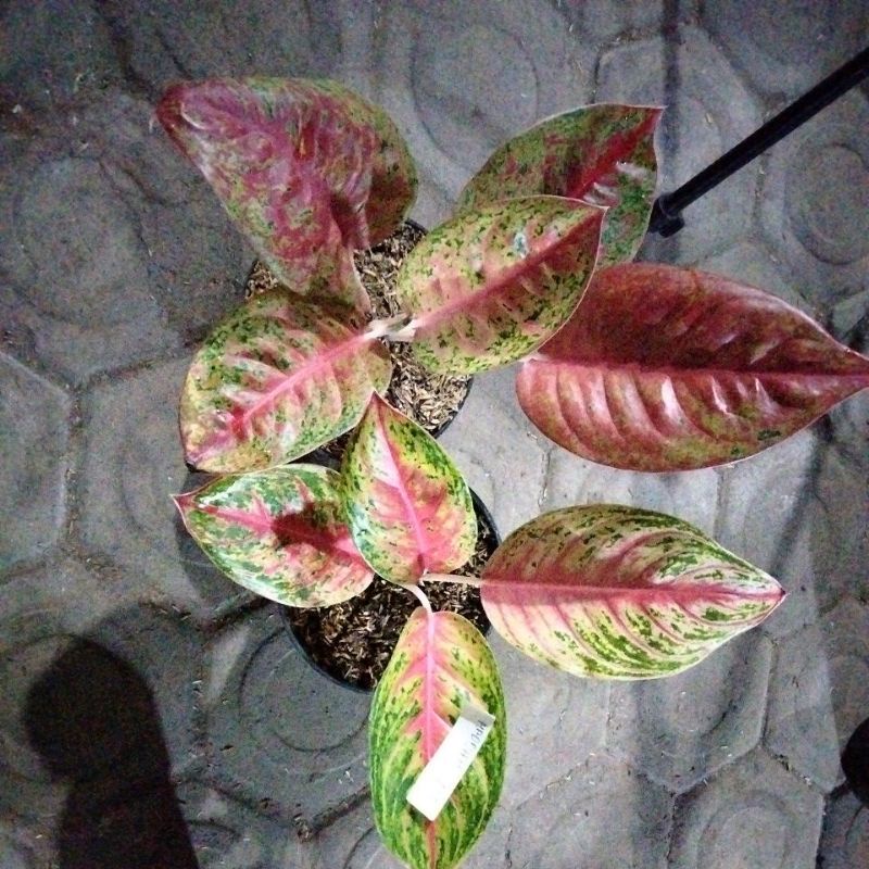 aglonema paket remaja Andini dan mahaseti