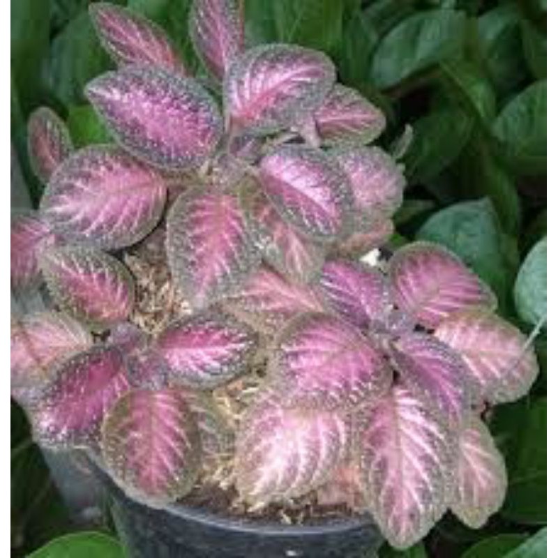Tanaman hias gantung-Episcia ungu-tanaman hias-bibit episcia ungu