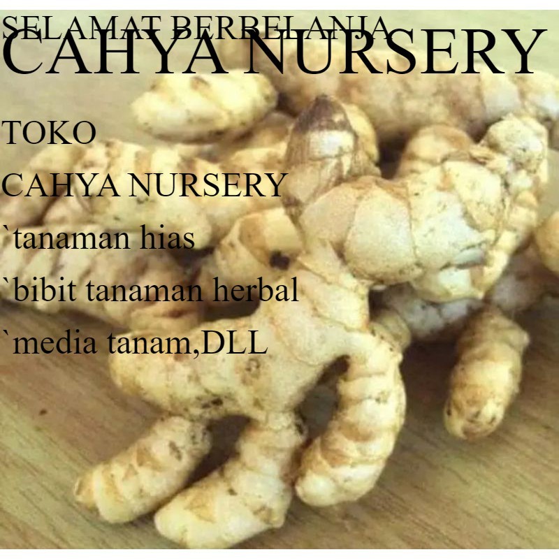 

Promo kunyit putih segar -asli organik herbal CURCUMA ZEDOARIA 500gram Diskon 50%