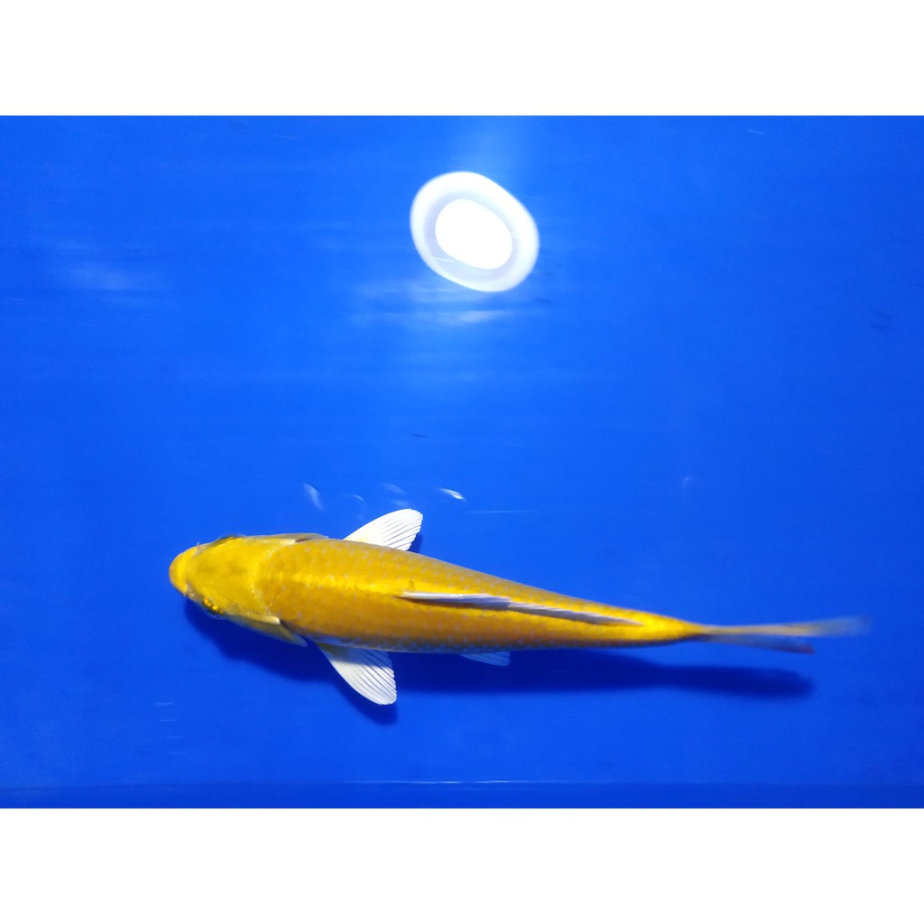 Ikan KOI F1 Yamabuki Ogon Gold Strong Grade A Calon Jumbo Cakep Bos