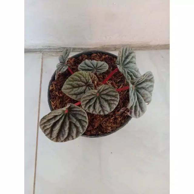 Peperomia belimbing -tanaman  peperomia