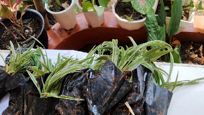 Tanaman Hias Lily Paris - Pohon Lili Palis