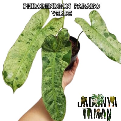 PHILODENDRON PARAISO VERDE 3 DAUN / TANAMAN VARIGATA / TANAMAN HIAS PHILO VARAISO VERDE