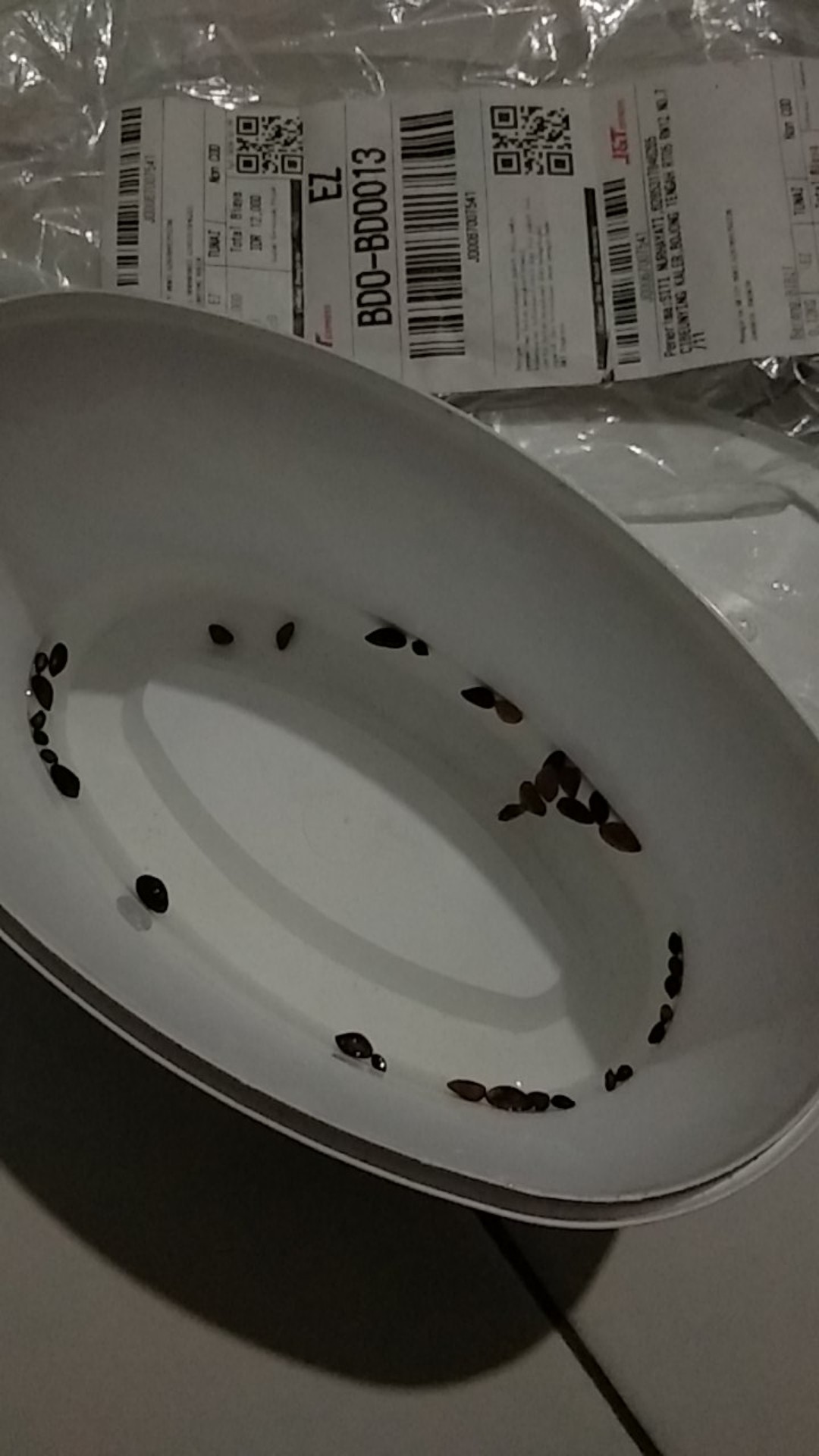 Benih Biji Pohon Mugo Pine Cocok Untuk Bonsai Seed