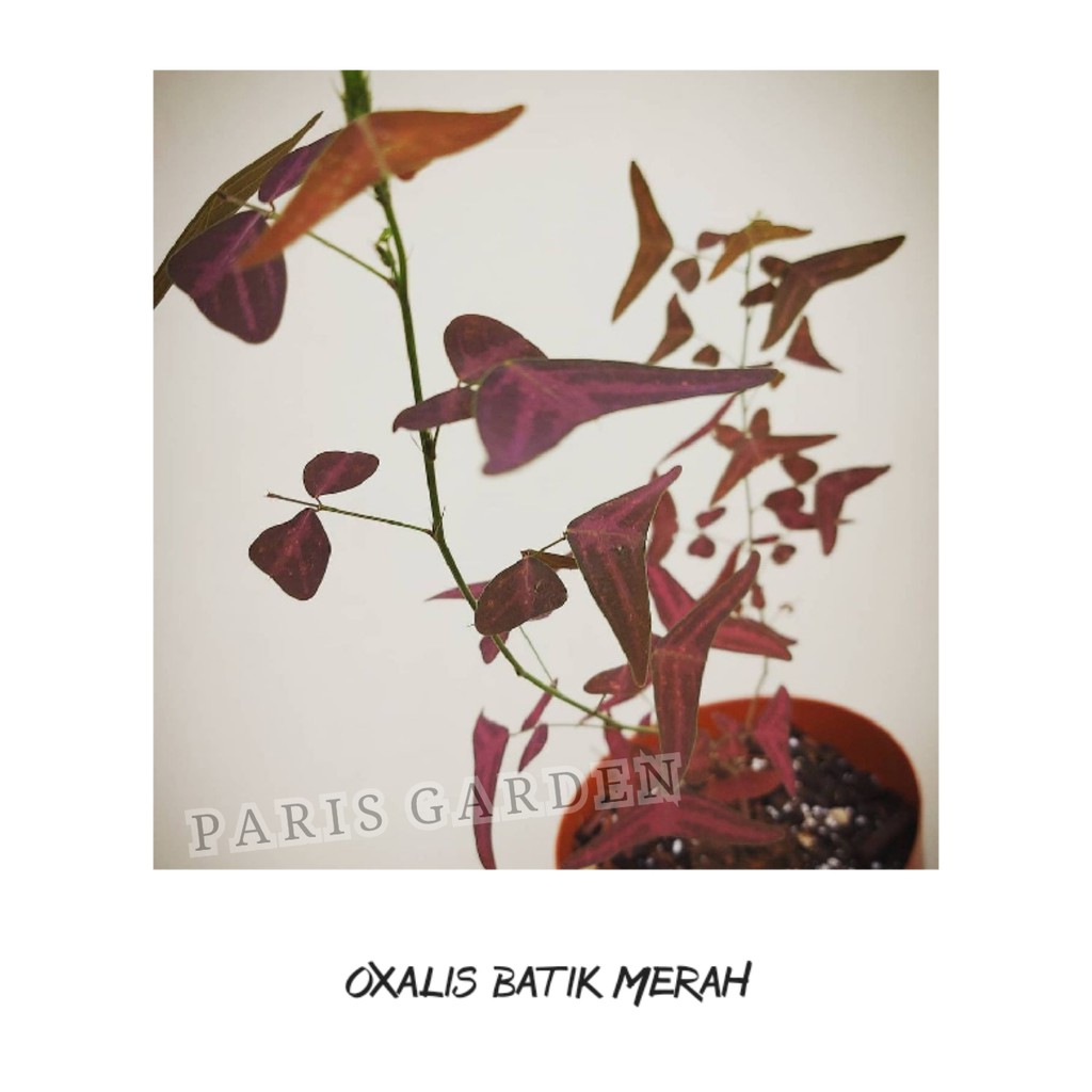 OXALIS BATIK MERAH - BIBIT TANAMAN KUPU KUPU BATIK MERAH