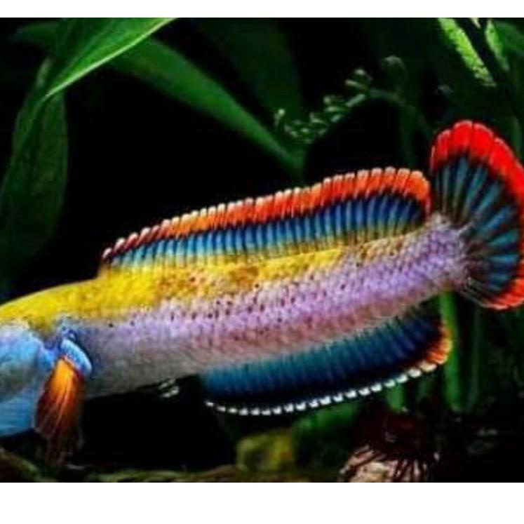 Langsung pesan--cana limbata kualitas premium (sudah galak)