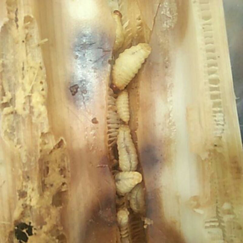 uter -larva pohon pisang umpan ikan mas garung susah makan,ikan lele,bawal