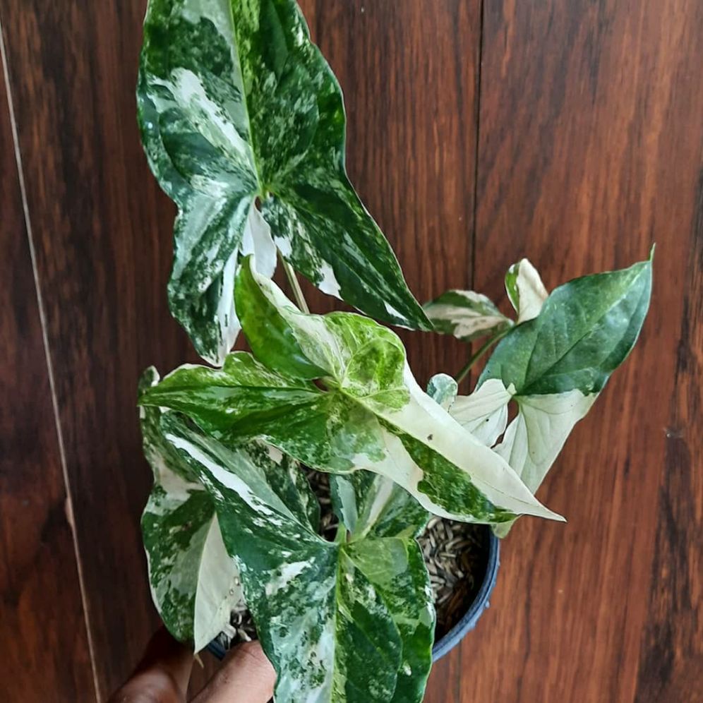 Tanaman Hias Syngonium Emeraldgem Varigata / Syngonium Varigata