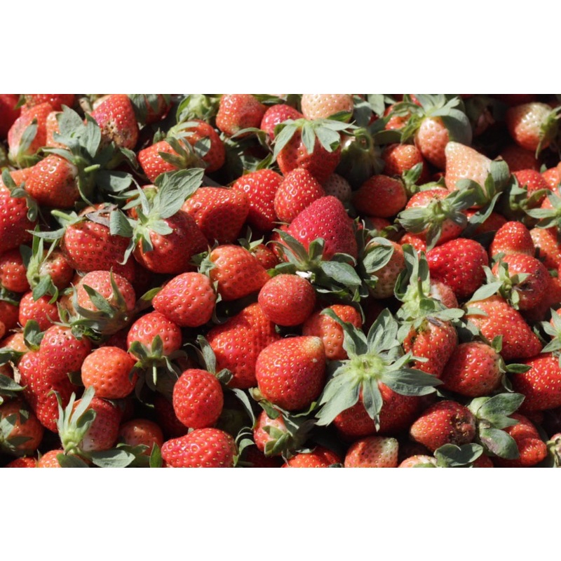 

strawberri 500Gr