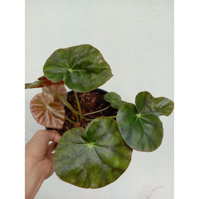 #Tanaman Hias Begonia