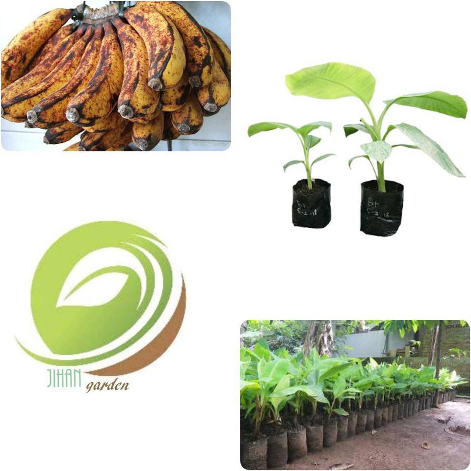 Bibit Tanaman Bibit Tanaman Pisang Barangan-Pohon Buah Pisang Barangan Dm+