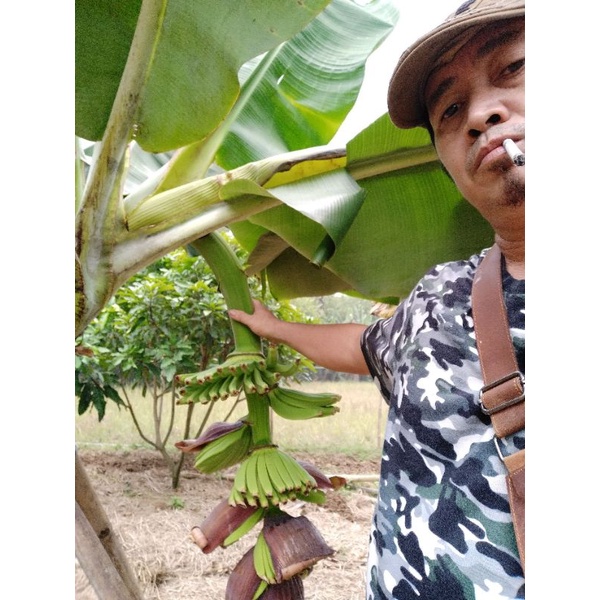 Bibit Pisang Cavendish Sunpride 100 pohon