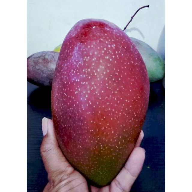 BIBIT MANGGA YUWEN SERI 6 ORIGINAL BATANG BESAR TINGGI 1 METER LEBIH