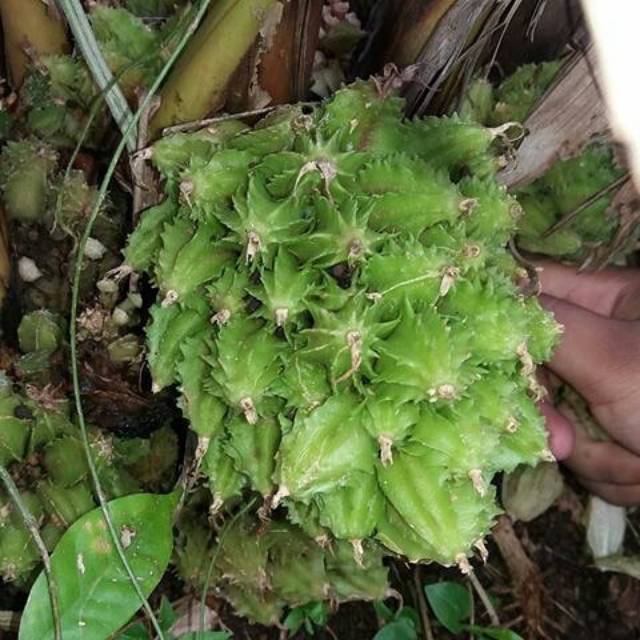 

Buah Renggak Wresah Hangasa atau Ranggasa segar