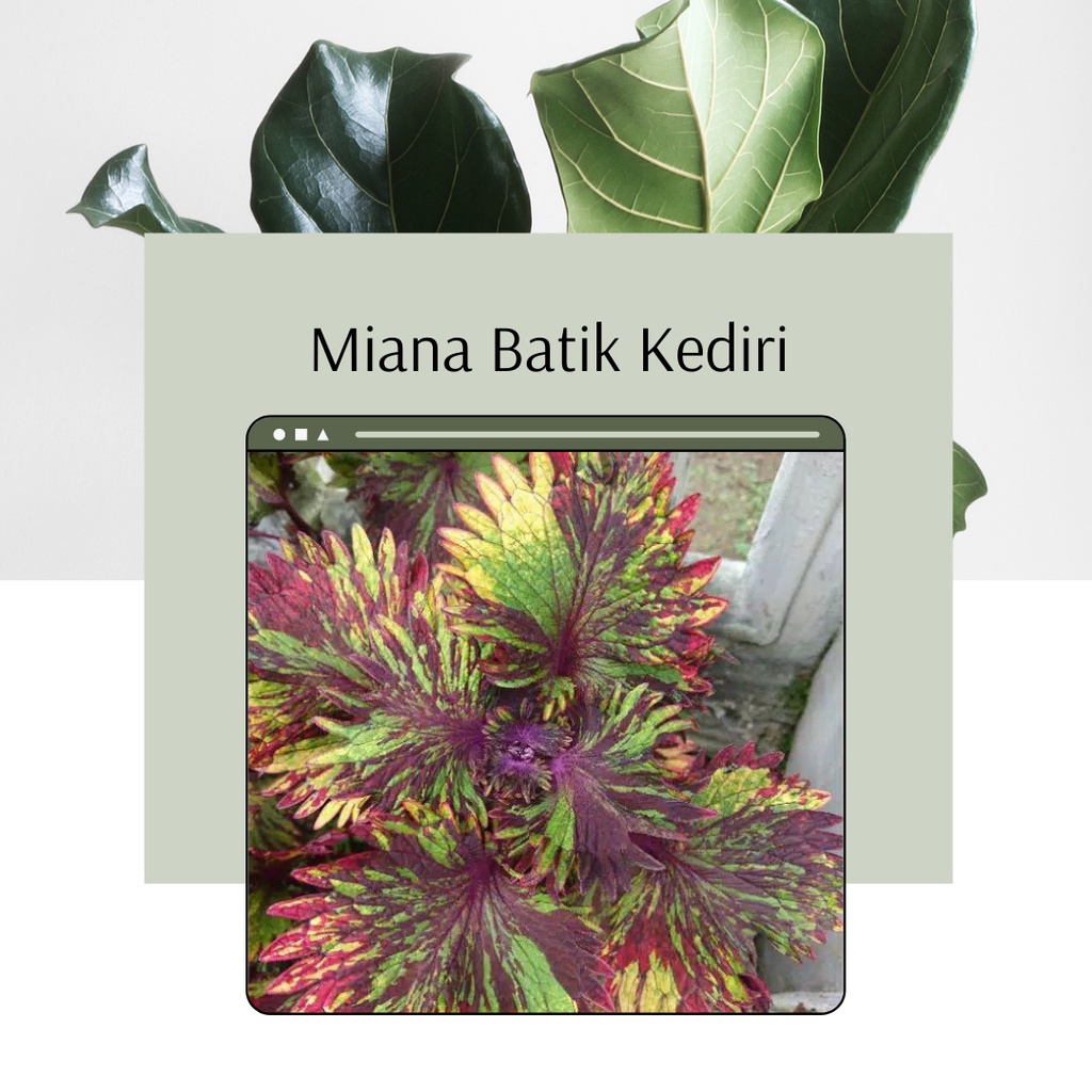 Tanaman Miana Batik Kediri Bunga Miana Batik Kediri Tanaman Hias Miana Batik Kediri