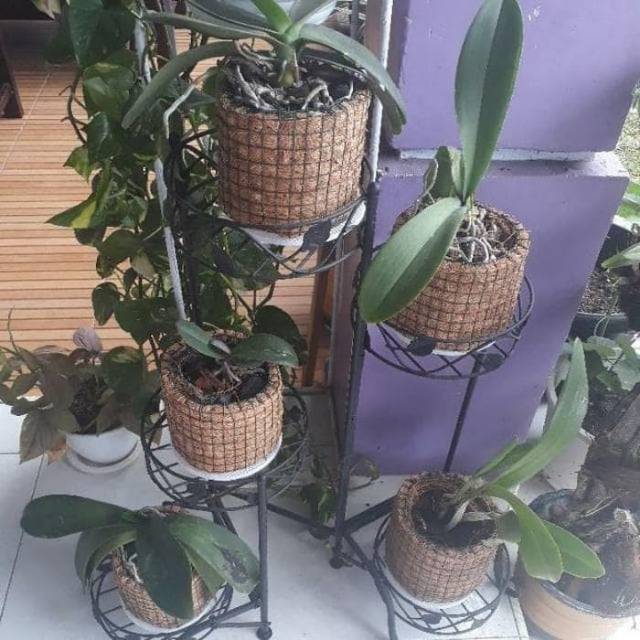 Pot bunga jaring hias sabut kelapa Shopee Indonesia Pot bunga jaring hias sabut kelapa Shopee Indonesia