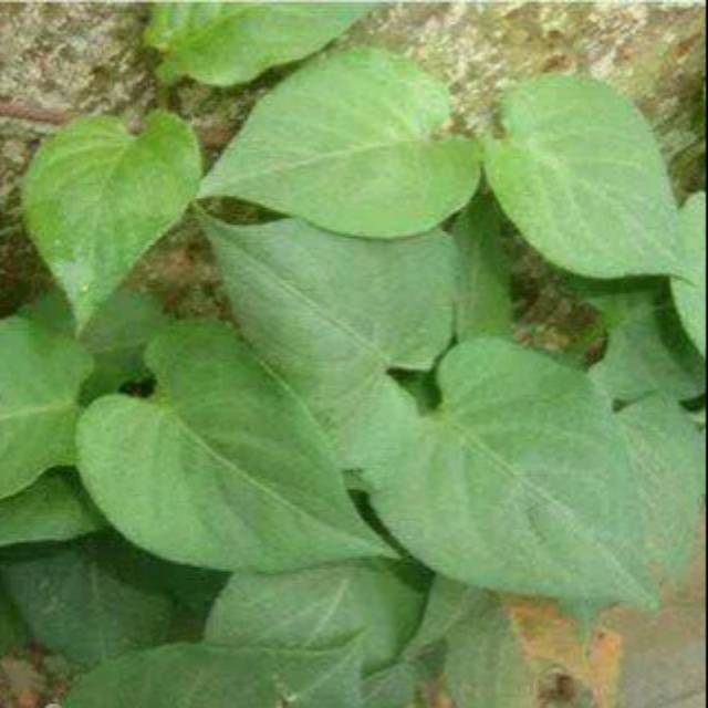 

Promo 1kg Daun simbukan/ sembukan segar