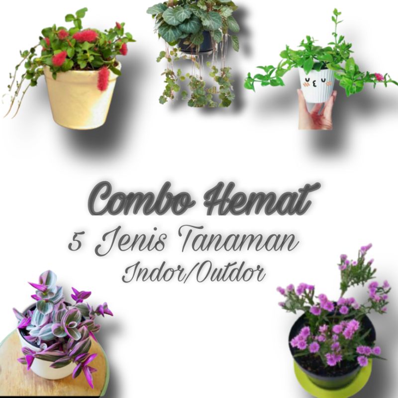 [PROMO COMBO HEMAT] 5 JENIS TANAMAN INDOR/ OUTDOR