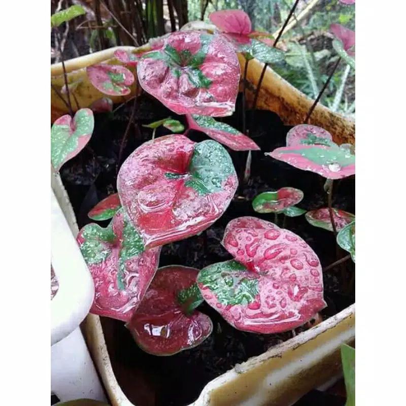 umbi keladi baret / bonggol keladi baret