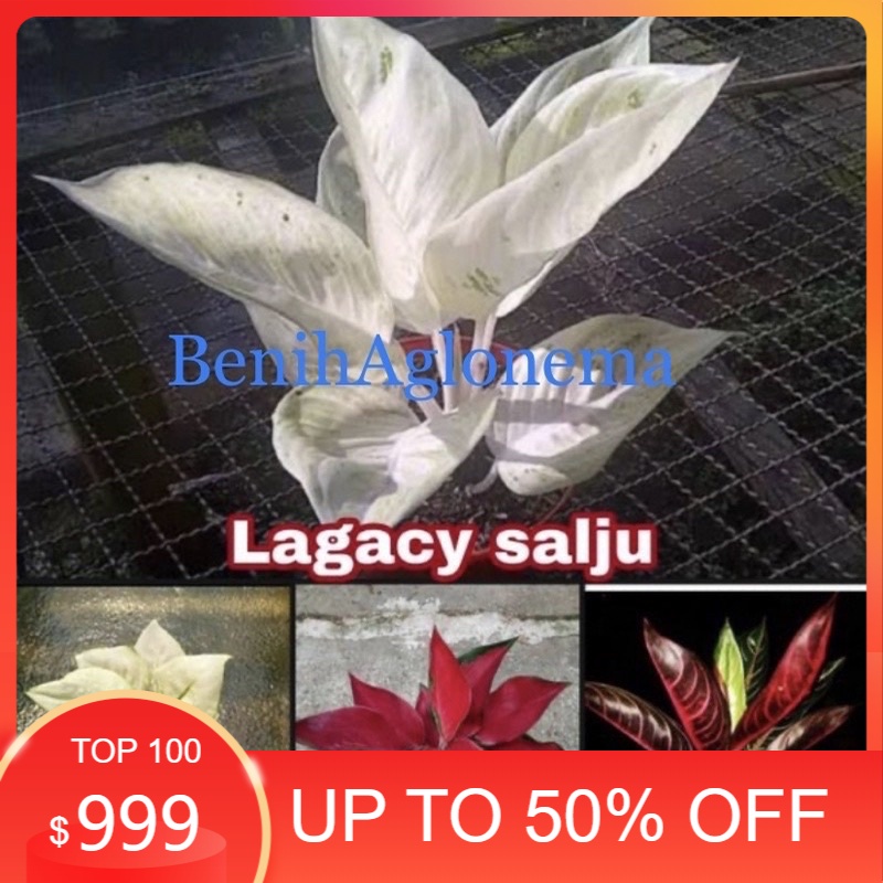 Promo paket 4 bonggol aglonema Lagacy salju-Super white-Suksom jaipong-Red sumatra