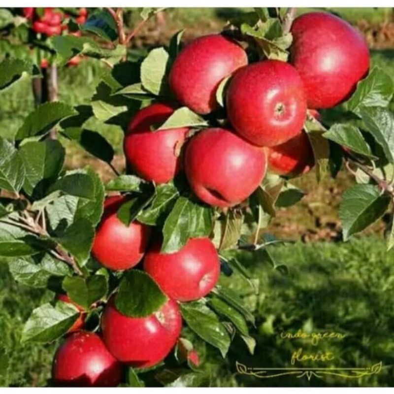 bibit apel ana okulasi merah