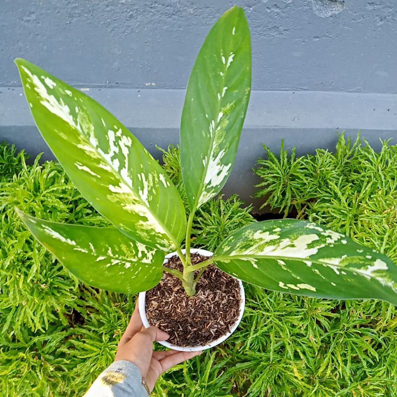 Tanaman Hias|Diven Varigata