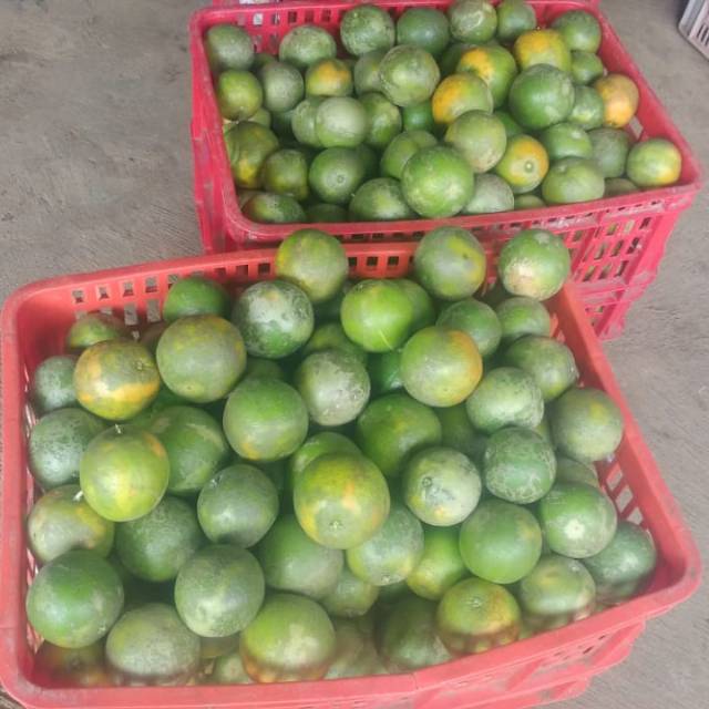 

JERUK JAVA