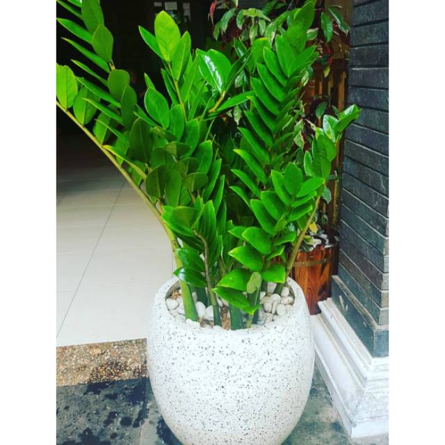 Dolar dolaran / polibag