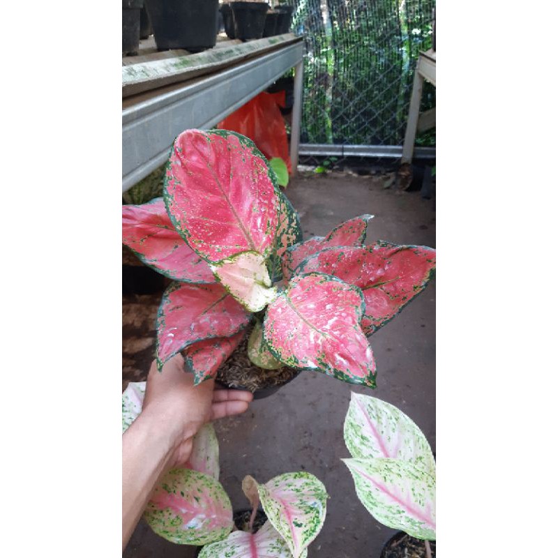 New produk dud red anjamani