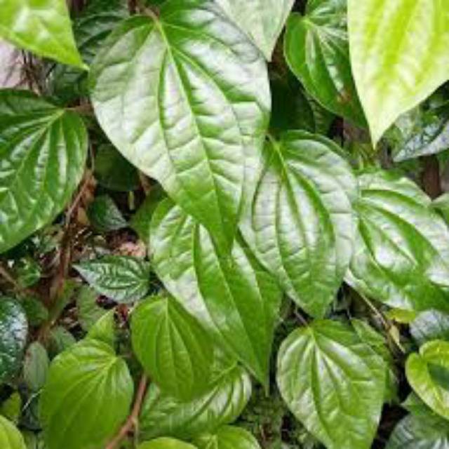 Tanaman hias sirih merah -tanaman herbal sirih merah
