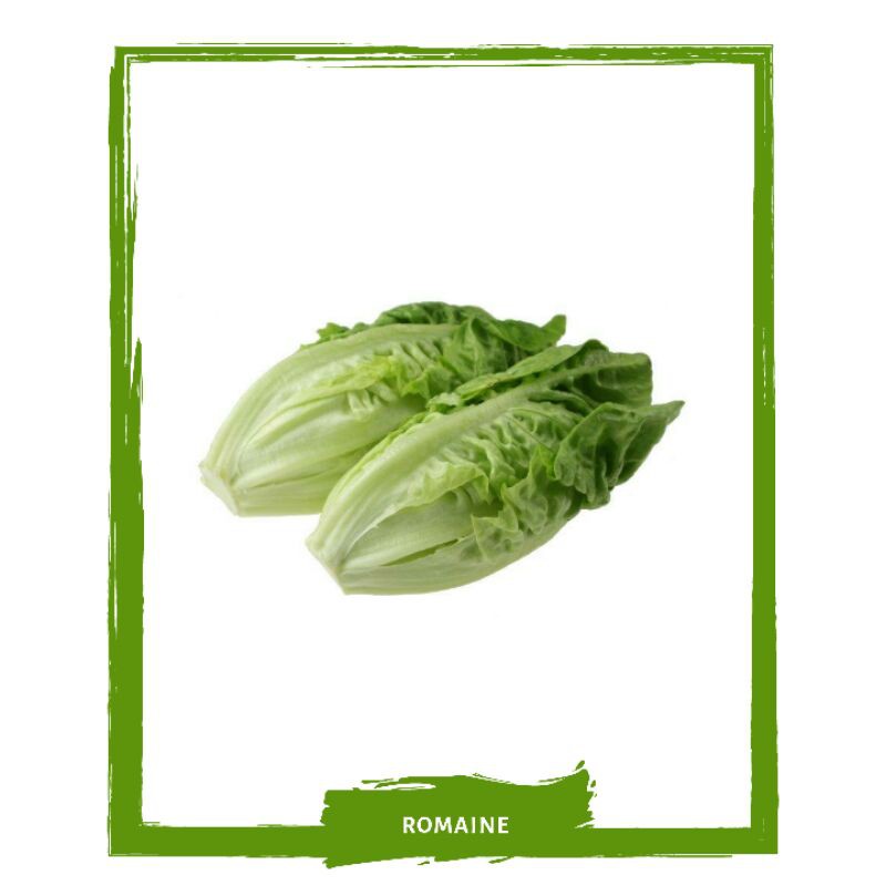 

Romaine / Selada / Sayur Sayuran Segar On Mallahrizwa