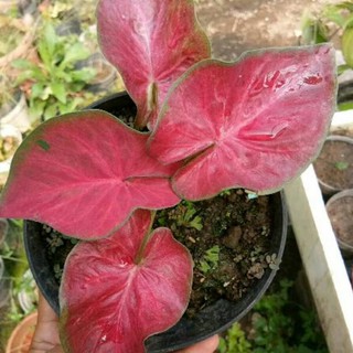 Bibit Caladium Pink Ramla Keladi Hias Thailand Shopee Indonesia