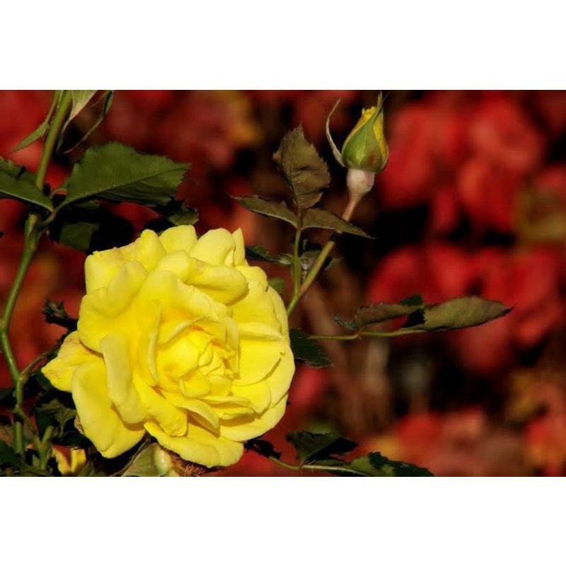 mawar radians parfum/ kuning harum (bibit)