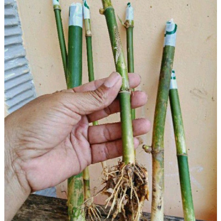 Bambu Jepang Bambu Hias Mini