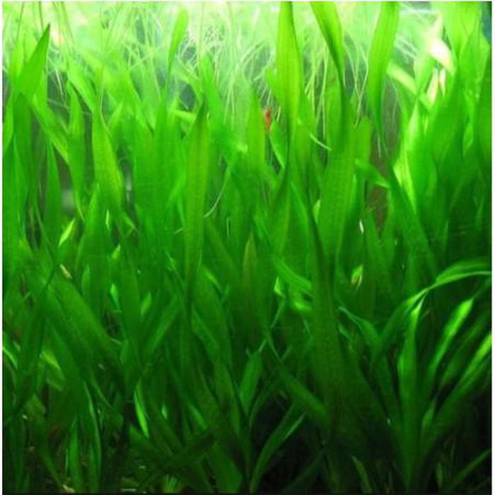 1pot vallisneria Torta Tanaman Aquascape Tanaman Air Akuarium