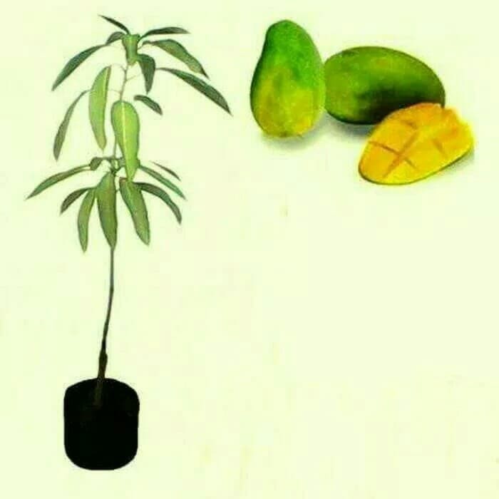 paket 3 bibit tanaman buah mangga