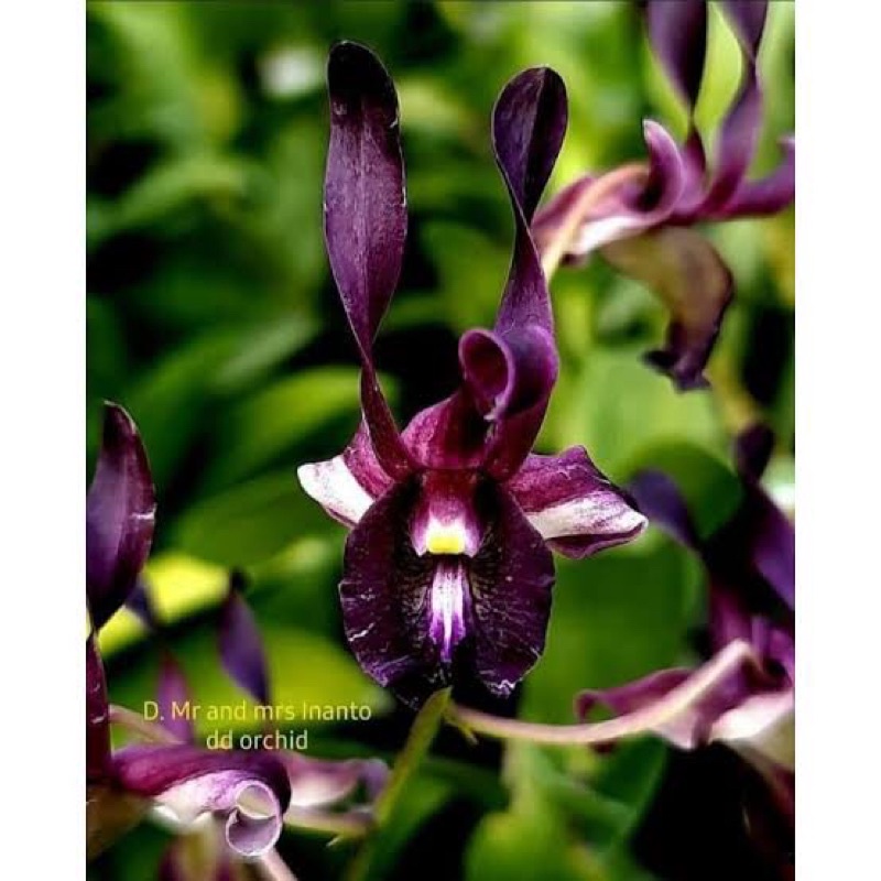dendrobium mr and mrs inanto remaja