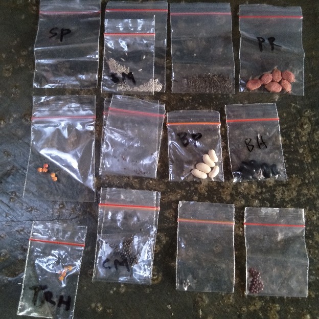 Benih Sawi Putih Panjang (spp)