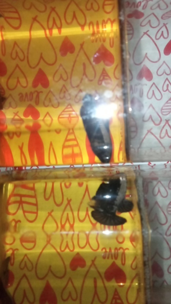 Cupang Black Samurai Jantan