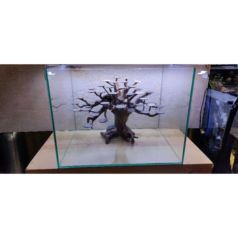 Bonsai aquascape model beringin untuk tank 40cm-60cm Oxy Aquatic Ponorogo