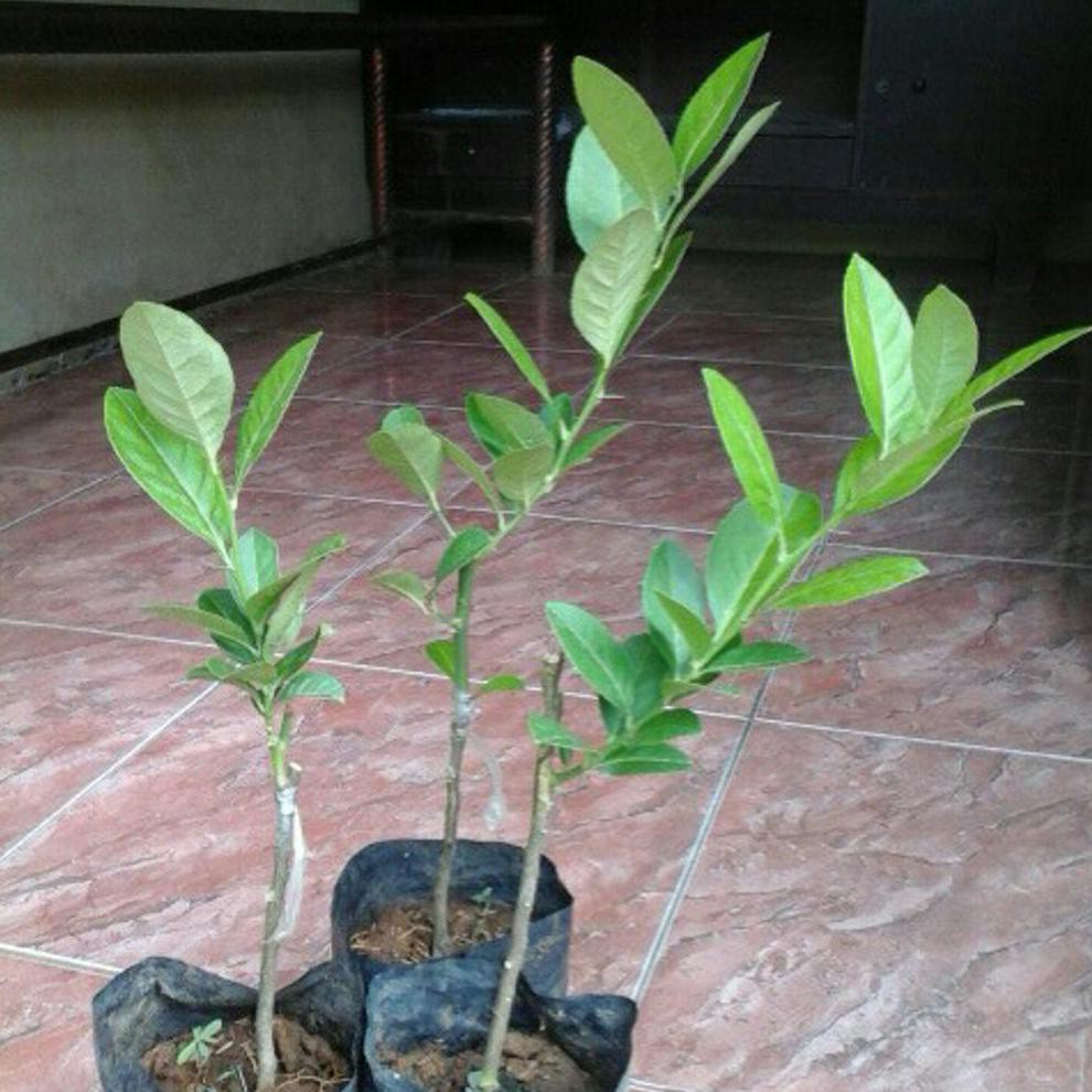 SP” BIBIT 5 POHON JERUK LEMON TEA/KUNING.PAKET 2KG UK>