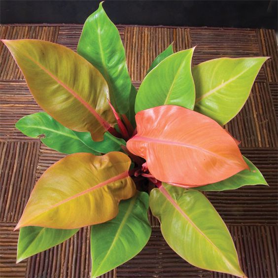 tanaman hias philodendron prince of orange