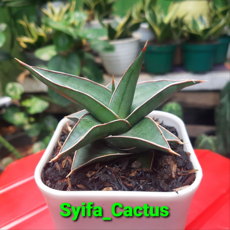 SANSEVIERA PINGUICULATA FREE POT 10 CM | TANAMAN HIAS SANSIVERA PINGUIN