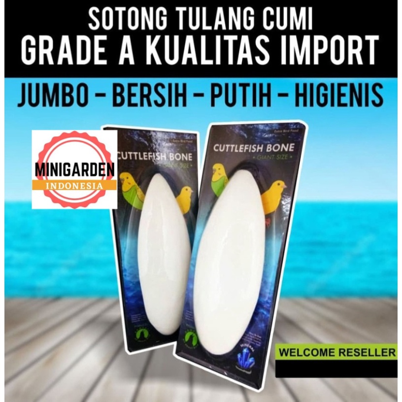 PAKAN BURUNG ASINAN TULANG SOTONG CUTTLEFISH BONE IMPORT cangkang cumi jumbo premium sumber kalsium