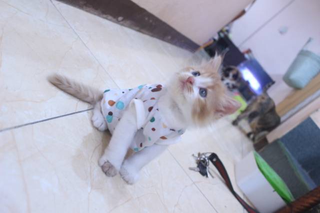 Baju katun motif polkadot lucu untuk kucing dan anjing / baju kucing murah size S M L XL