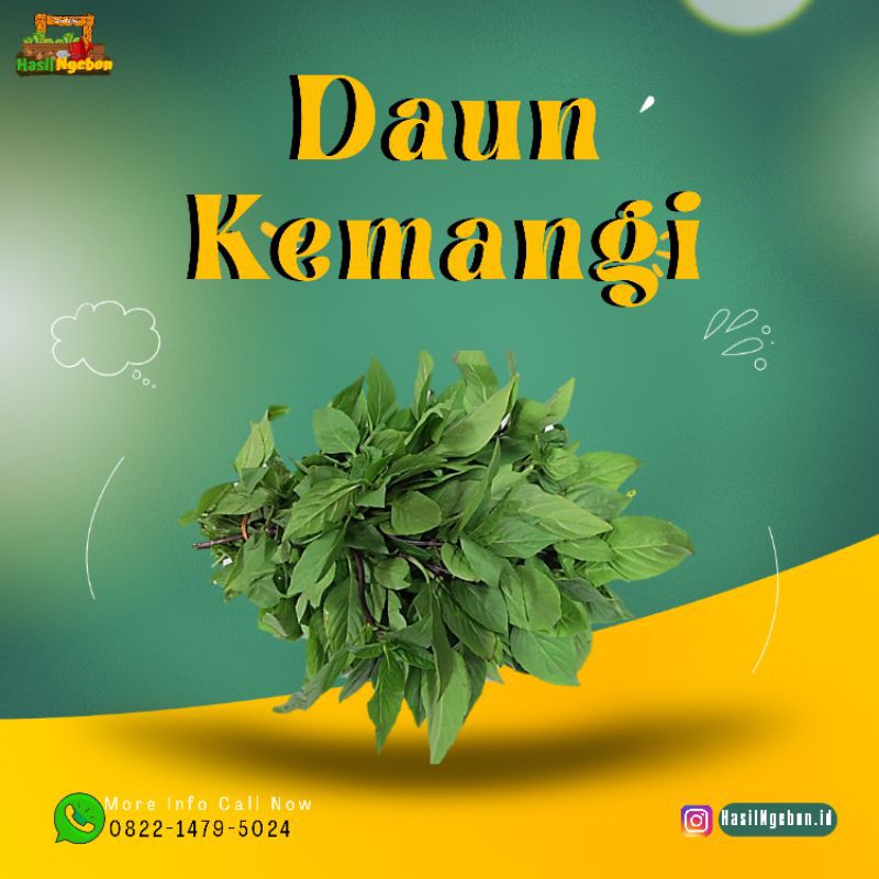 

DAUN KEMANGI 1 IKAT